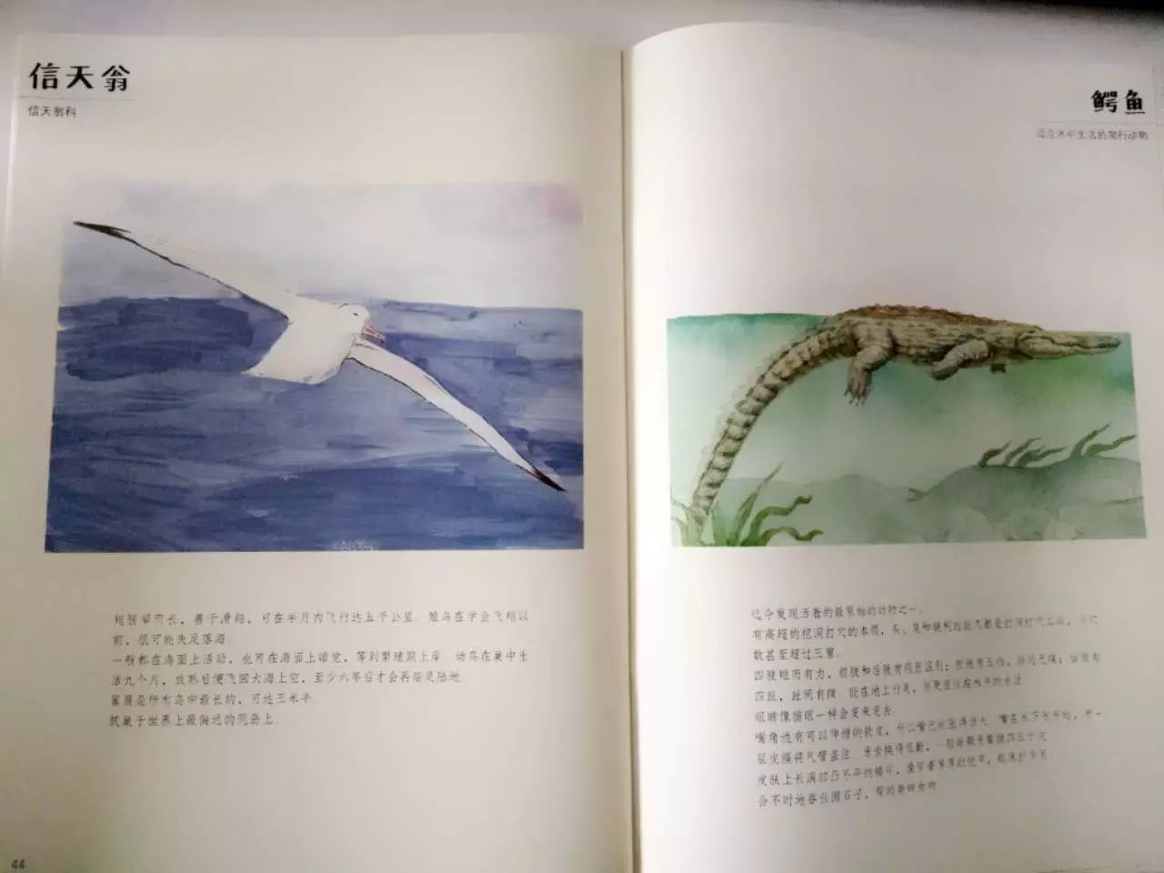 斑马的日常生活_斑马生活科普常识_斑马生活是什么