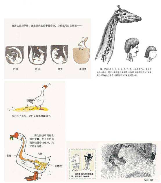 斑马生活科普常识_斑马生活是什么_斑马的日常生活